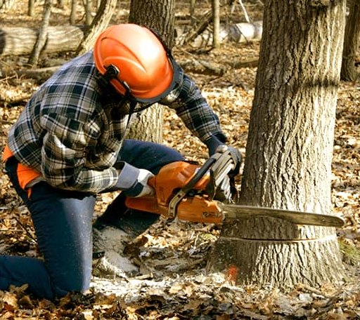 Tree Removal in New Holland, SD
